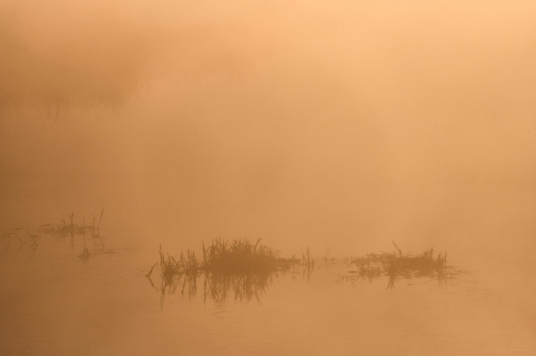 Misty river wetlands landscape at sunrise